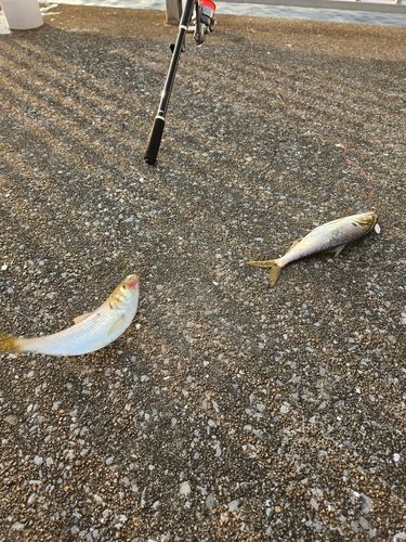 コノシロの釣果