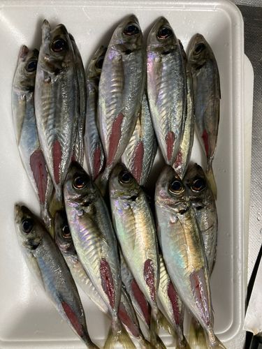 アジの釣果