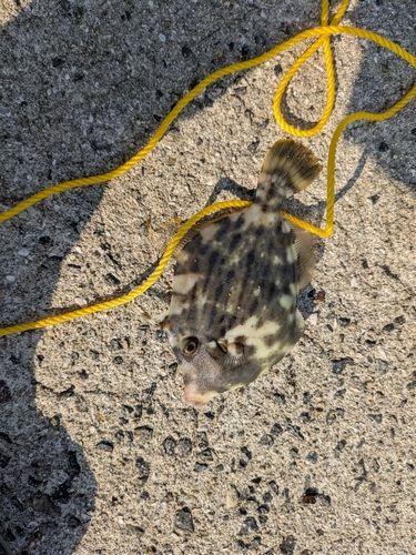 カワハギの釣果