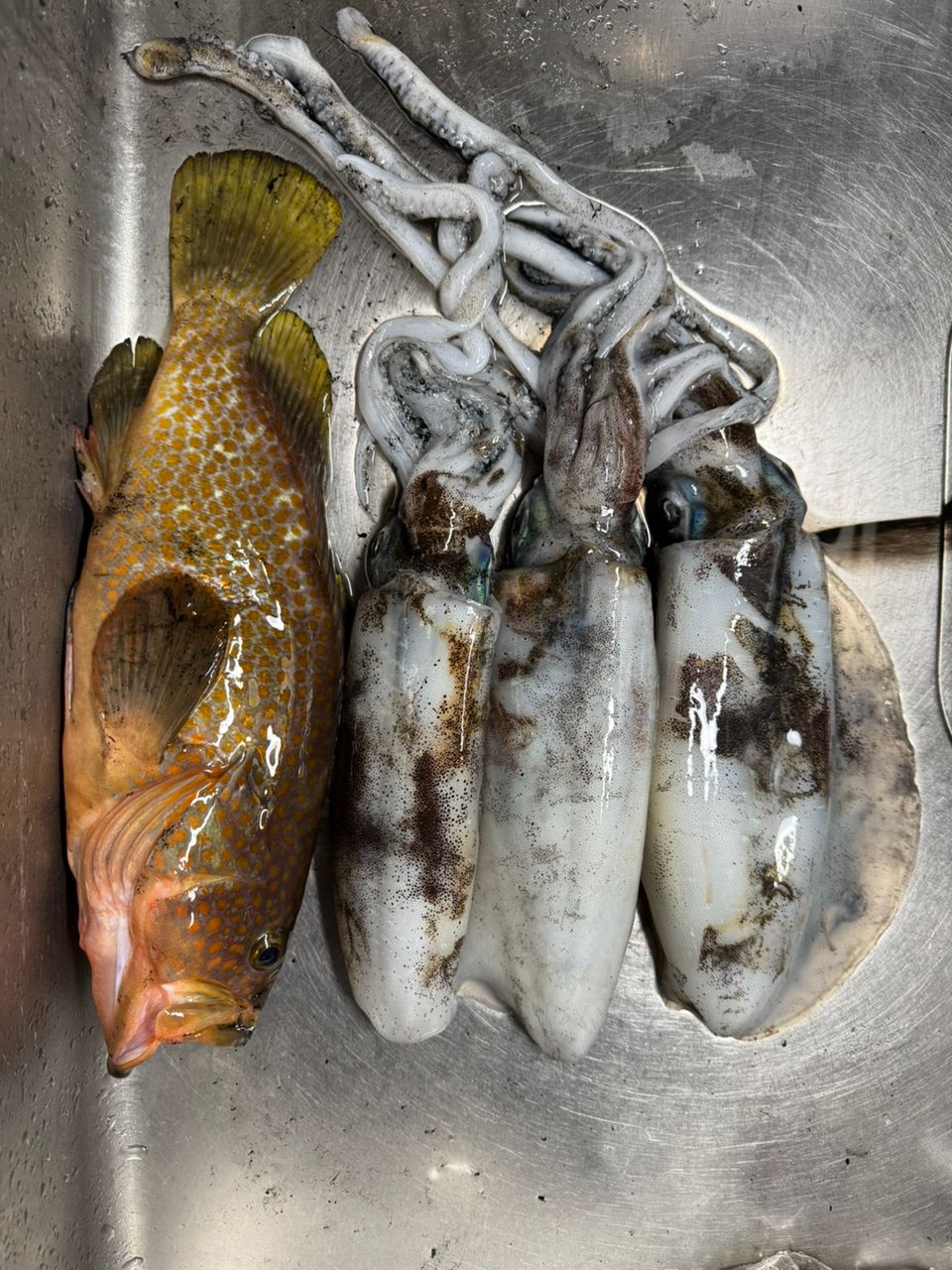 SHIMANO 21セフィア エクスチューン ティップエギング S68ML-Sの最安値