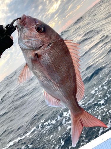 マダイの釣果