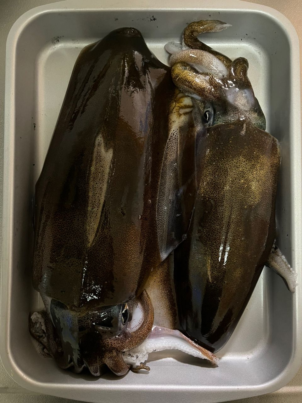 ぴろちSWさんの釣果 2枚目の画像