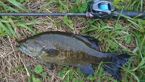 スモールマウスバスの釣果
