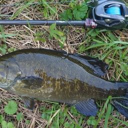 スモールマウスバス