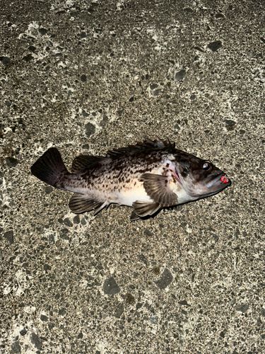 クロソイの釣果