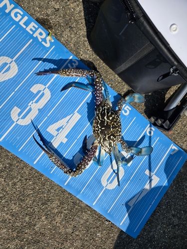 ワタリガニの釣果