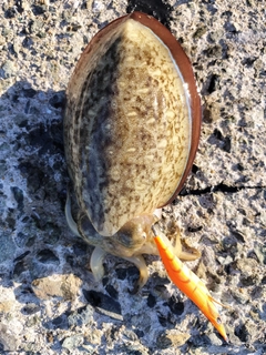 コウイカの釣果