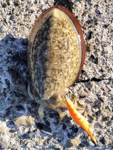 コウイカの釣果