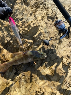 スジアラの釣果