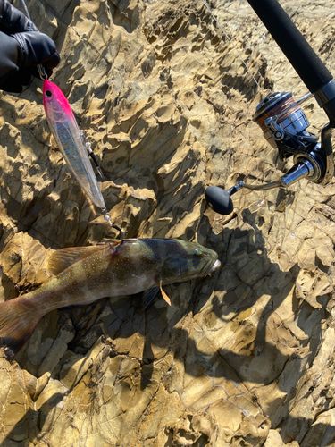 スジアラの釣果