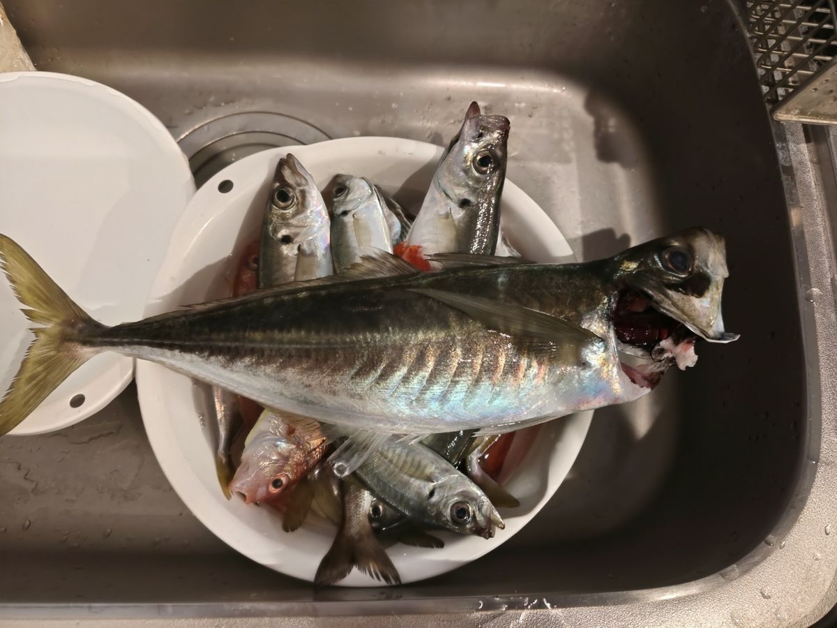 ひでぽん901さんの釣果 1枚目の画像