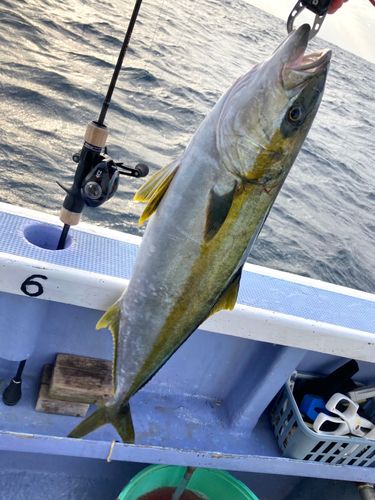 ヒラマサの釣果