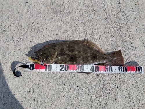 ヒラメの釣果