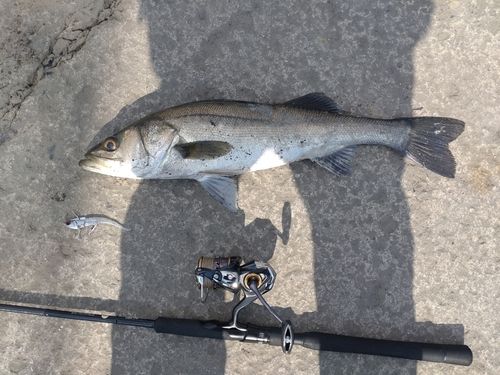 セイゴ（マルスズキ）の釣果