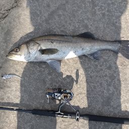 セイゴ（マルスズキ）