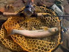 アメマスの釣果