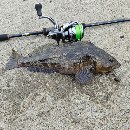 アイナメの釣果