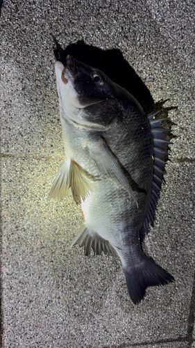 クロダイの釣果