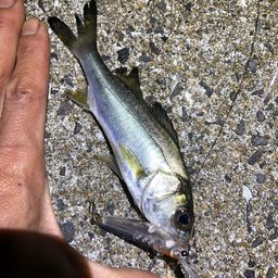 セイゴ（マルスズキ）