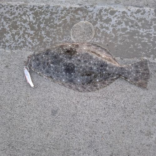 ヒラメの釣果