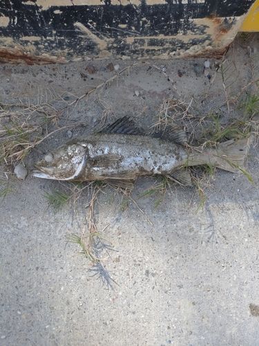 セイゴ（マルスズキ）の釣果