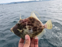 カワハギの釣果