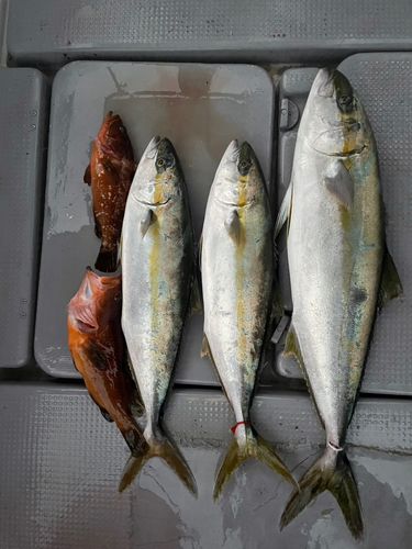 ヒラマサの釣果