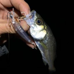 セイゴ（マルスズキ）