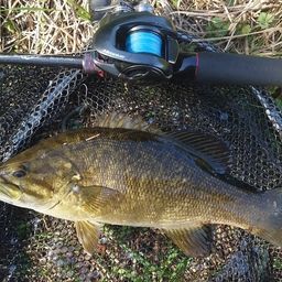 スモールマウスバス