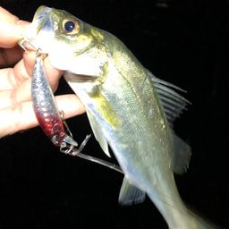 セイゴ（マルスズキ）