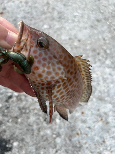 オオモンハタの釣果