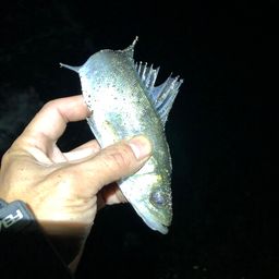 セイゴ（マルスズキ）