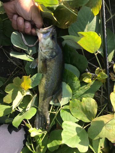 利根川江戸川合流