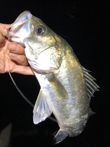 大村湾（南部）