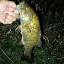 スモールマウスバス