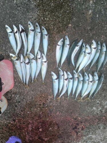 サバの釣果