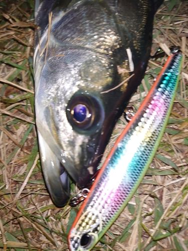 セイゴ（マルスズキ）の釣果