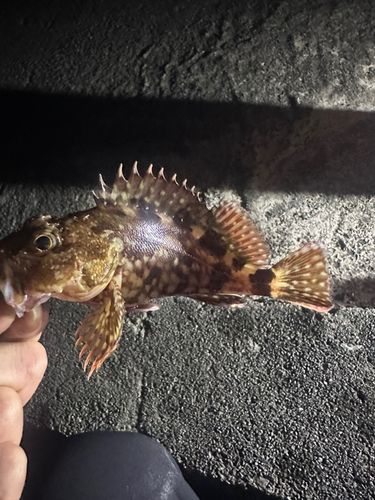 相馬港釣り桟橋