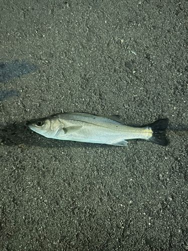 セイゴ（マルスズキ）の釣果