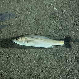 セイゴ（マルスズキ）