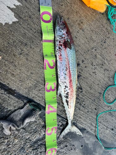 サワラの釣果