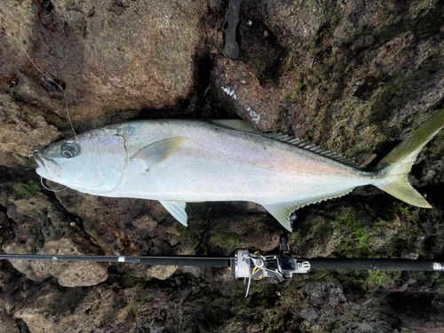 ヒラマサの釣果