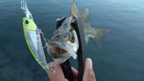 セイゴ（ヒラスズキ）の釣果