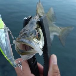 セイゴ（ヒラスズキ）