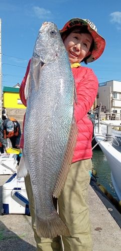 オオニベの釣果