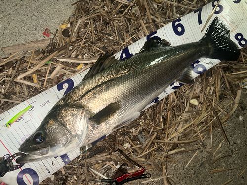 シーバスの釣果