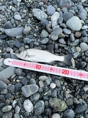 セイゴ（ヒラスズキ）の釣果