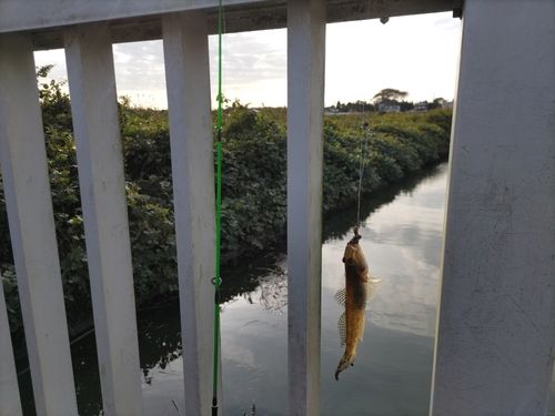 マハゼの釣果
