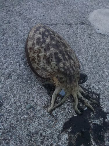 コウイカの釣果