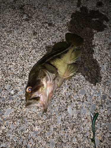 シマソイの釣果